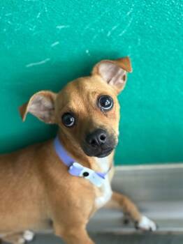 A255456 -  Chihuahua and Mixed Breed Dog for Adoption in Visalia, California - A255456 | PetCurious