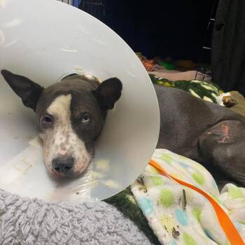 Nancy Wilson -  Pit Bull Terrier Dog for Adoption in Austin, Texas - Nancy Wilson | PetCurious
