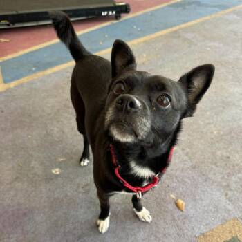 Mixed Breed Dogs Available for Adoption in Titusville, Florida - Pico | PetCurious