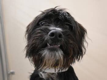 Oreo -  Terrier Dog for Adoption in Portland, Oregon - Oreo | PetCurious