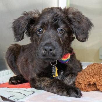 RIGBY -  Australian Shepherd and Mixed Breed Dog for Adoption in St. Louis, Missouri - RIGBY | PetCurious