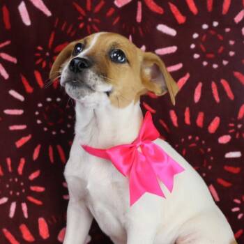 Rescue Labrador Retriever Dogs for Adoption in Fayetteville, Arkansas - Blossom | PetCurious