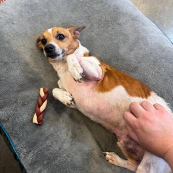 Sundance -  Jack Russell Terrier and Chihuahua Dog for Adoption in Mankato, Minnesota - Sundance | PetCurious
