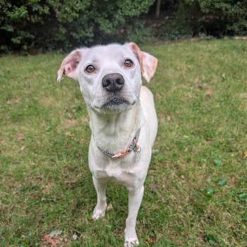 Macee -  Labrador Retriever and Mixed Breed Dog for Adoption in Fairfax Station, Virginia - Macee | PetCurious