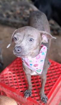 Betsy -  Chihuahua Dog for Adoption in Albion, New York - Betsy | PetCurious