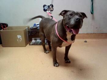 WHISKEY -  Pit Bull Terrier Dog for Adoption in Martinez, California - WHISKEY | PetCurious