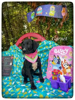 Garnet -  Black Labrador Retriever and Hound Dog for Adoption in Sebring, Florida - Garnet | PetCurious