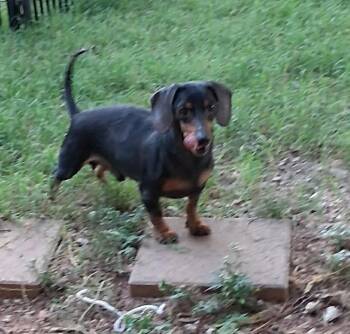 Happy Meal -  Dachshund Dog for Adoption in Shawnee, Oklahoma - Happy Meal | PetCurious
