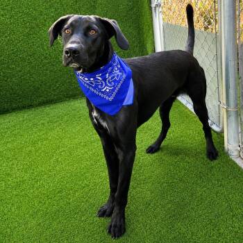 Marlin -  German Shepherd Dog and Mixed Breed Dog for Adoption in Oak Point, Texas - Marlin | PetCurious