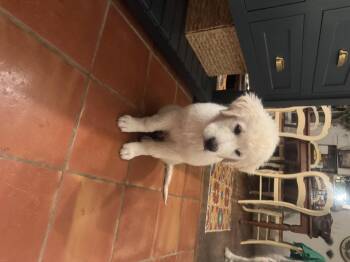 Great Pyrenees Dogs Available for Adoption in Quinlan, Texas - George ATX | PetCurious