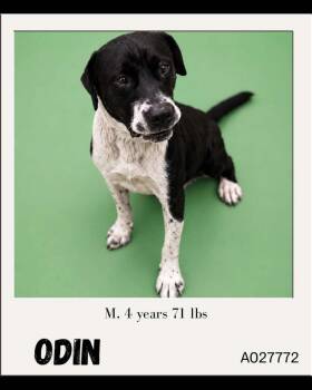 Odin -  Mixed Breed Dog for Adoption in Charlotte, Michigan - Odin | PetCurious