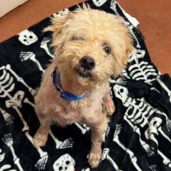 Maltese Dogs Available for Adoption in Goleta, California - Charlie | PetCurious