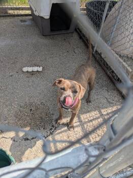 Dove -  Pit Bull Terrier and Mixed Breed Dog for Adoption in Brownwood, Texas - Dove | PetCurious