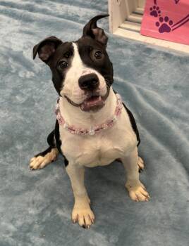 Bella Dora -  Mixed Breed Dog for Adoption in Detroit, Michigan - Bella Dora | PetCurious