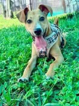 Larry -  Black Mouth Cur and Chihuahua Dog Available for Adoption in Winter Haven, Florida - Larry | PetCurious