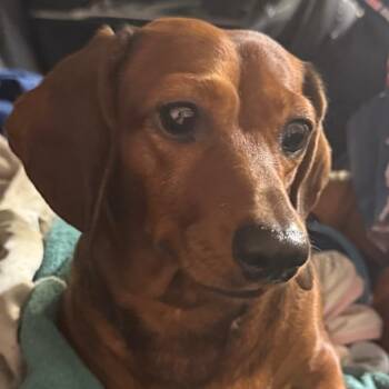 Cali -  Dachshund Dog for Adoption in Hudson, Illinois - Cali | PetCurious