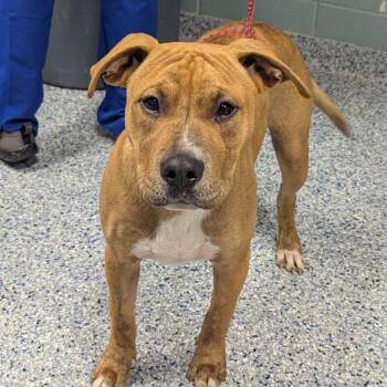 Reeses Pieces -  Mixed Breed Dog for Adoption in Greenville, South Carolina - Reeses Pieces | PetCurious