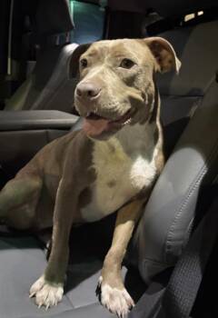 AUTUMN -  American Staffordshire Terrier Dog for Adoption in Killeen, Texas - AUTUMN | PetCurious