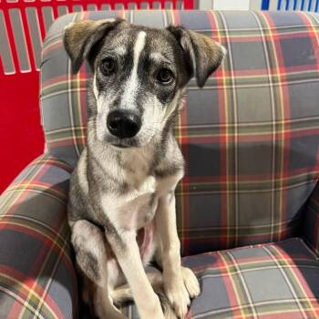 Thelma -  Shepherd Dog for Adoption in Semmes, Alabama - Thelma | PetCurious