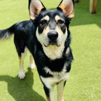 Rescue Husky and Shepherd Dogs for Adoption in Peachtree City, Georgia - Hawk | PetCurious