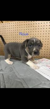 Mixed Breed Dogs Available for Adoption in Wyoming, Michigan - Roux | PetCurious