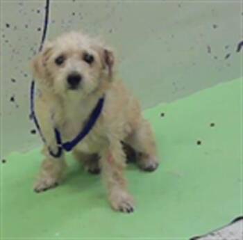 SASHA FIERCE -  Cairn Terrier and Mixed Breed Dog for Adoption in Houston, Texas - SASHA FIERCE | PetCurious