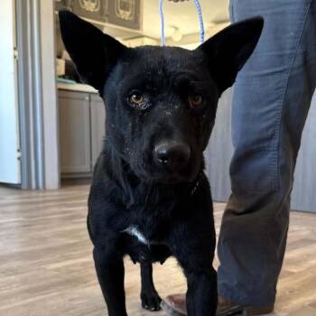 Twyla -  Shepherd and Mixed Breed Dog for Adoption in Salt Lake City, Utah - Twyla | PetCurious