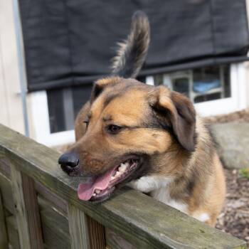 Border Collie Dogs Available for Adoption - Sadie Mae | PetCurious