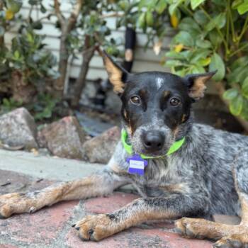 Amelia -  Cattle Dog and Mixed Breed Dog for Adoption in San Francisco, California - Amelia | PetCurious