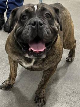 Rescue English Bulldog Dogs for Adoption - TIGER | PetCurious