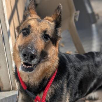 German Shepherd Dog Dogs Available for Adoption in Watertown, New York - Luna | PetCurious
