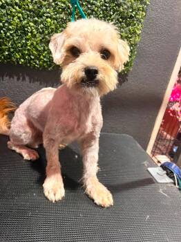 Acorn -  Maltese Dog for Adoption in Grafton, Wisconsin - Acorn | PetCurious