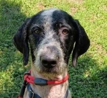 Pingu -  Standard Poodle Dog for Adoption in Cumming, Georgia - Pingu | PetCurious