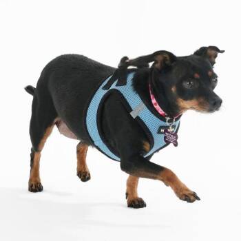 Meredith Brooks 14533 -  Chihuahua Dog for Adoption in San Francisco, California - Meredith Brooks 14533 | PetCurious