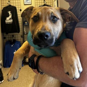 Mixed Breed Dogs Available for Adoption - Maximus | PetCurious