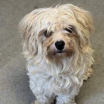 Salt -  Maltese Dog for Adoption in Rifle, Colorado - Salt | PetCurious