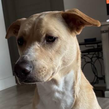 Cooper -  Carolina Dog Dog for Adoption in Aberdeen, North Carolina - Cooper | PetCurious