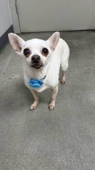 Peewee -  Chihuahua Dog for Adoption in Creston, California - Peewee | PetCurious