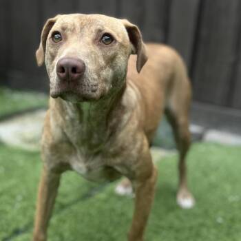 Gracie 6795 -  Labrador Retriever and Mixed Breed Dog for Adoption in Loxahatchee Groves, Florida - Gracie 6795 | PetCurious