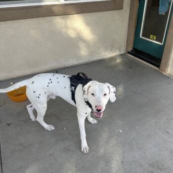 Rescue Dalmatian Dogs for Adoption in San Diego, California - Arson-Apple Valley, CA | PetCurious