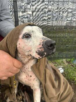 Mixed Breed Dogs Available for Adoption - Lisa | PetCurious