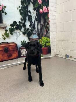 Chihuahua and Mixed Breed Dogs Available for Adoption in San Bernardino, California - CHEYENNE | PetCurious