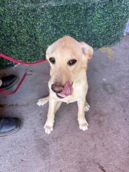 61244691 -  Golden Retriever and Mixed Breed Dog for Adoption in El Paso, Texas - 61244691 | PetCurious