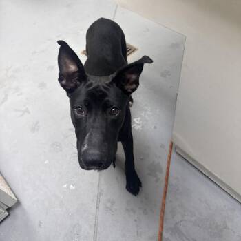 10/09/2026-Stray-FortBenningRoad -  Mixed Breed Dog for Adoption in Columbus, Georgia - 10/09/2026-Stray-FortBenningRoad | PetCurious
