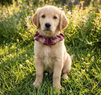 Golden Retriever Dogs Available for Adoption in Crown Point, Indiana - Tula | PetCurious