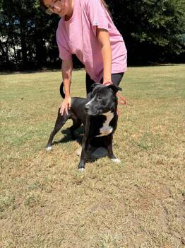 Prince -  Bull Terrier and Black Labrador Retriever Dog for Adoption in Bristol, Vermont - Prince | PetCurious