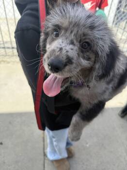 Australian Shepherd and Australian Cattle Dog Blue Heeler Dogs Available for Adoption in Pasadena, California - Tigre | PetCurious