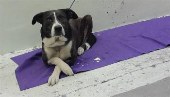 Staffordshire Bull Terrier and Mixed Breed Dogs Available for Adoption - ELOISE | PetCurious