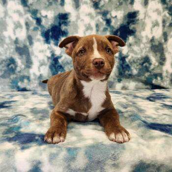 Peanut -  Pit Bull Terrier and Husky Dog for Adoption in Benld, Illinois - Peanut | PetCurious