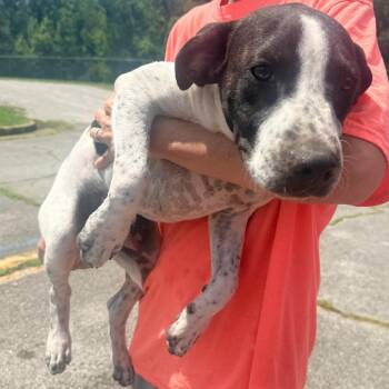 Myles -  Mixed Breed Dog for Adoption in Corinth, Mississippi - Myles | PetCurious